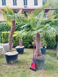 Palme