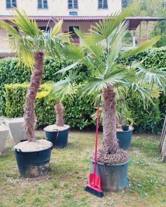 Palme