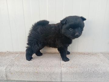 Cuccioli Volpino Italiano