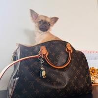 Cucciola di Chihuahua pelo lungo