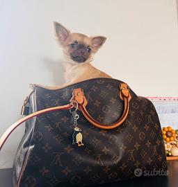 Cucciola di Chihuahua pelo lungo