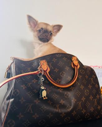 Cucciola di Chihuahua pelo lungo