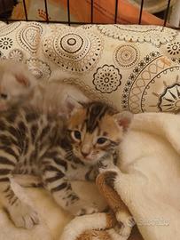 Cucciola bengal Brown