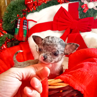 Chihuahua merle mini Toy pelo corto