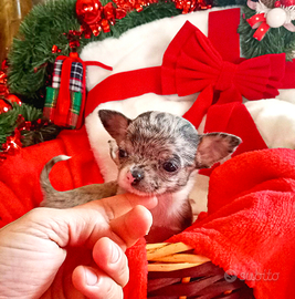 Chihuahua merle mini Toy pelo corto