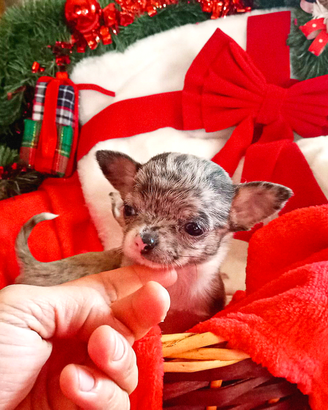 Chihuahua merle mini Toy pelo corto