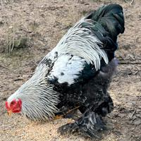 Polli giganti brahma