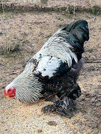 Polli giganti brahma