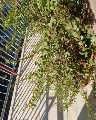 Portulacaria Afra. Germogli da 30 cm circa 