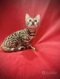 Femmina bengala 3 mesi pedigree