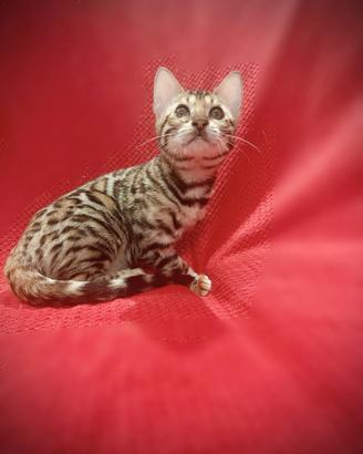 Femmina bengala 3 mesi pedigree