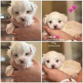Bellissime cucciole di maltese