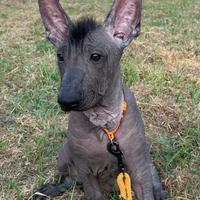 Cuccioli di cane nudo messicano, senza pelo