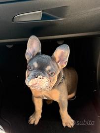 Bulldog Francese Maschio - 5 mesi