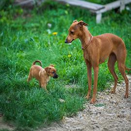 Cuccioli maschi due mesi