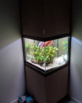Acquario