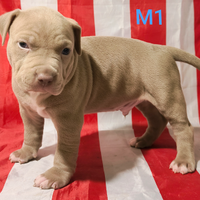 American apbt terrier