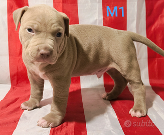 American apbt terrier