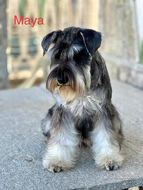 Cucciole Schnauzer pepe e sale femmine