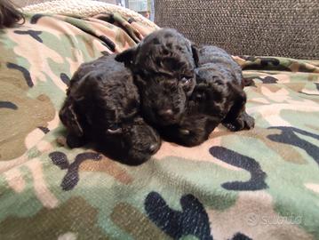 Cuccioli Toy Neri