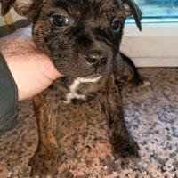 Staffordshire bull terrier