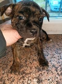 Staffordshire bull terrier