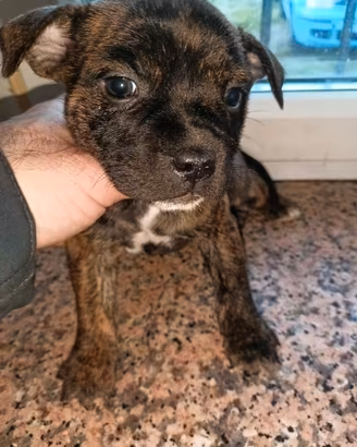 Staffordshire bull terrier