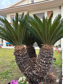 Cycas Revoluta ramificata a Cagliari