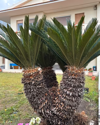Cycas Revoluta ramificata a Cagliari