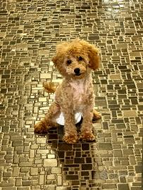 Barboncina nana piccola