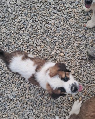 Cuccioli di San Bernardo