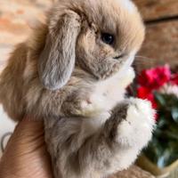 Coniglietto mini lop