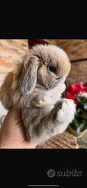 Coniglietto mini lop