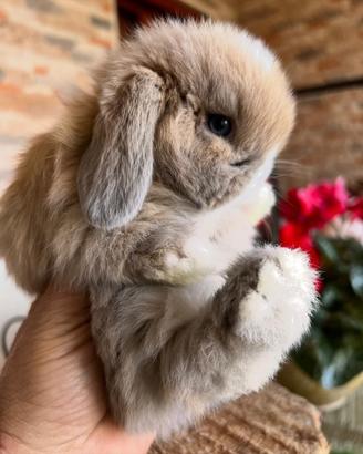 Coniglietto mini lop