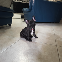 Cucciola di bulldog francese