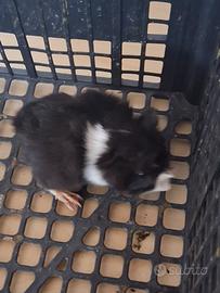 Cavie porcellini d'india