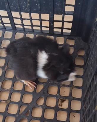 Cavie porcellini d'india