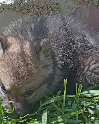 Cuccioli di CaneLupo (Wolfdog) cecoslovacco