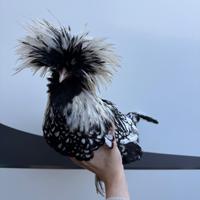 Gallo padovano nano