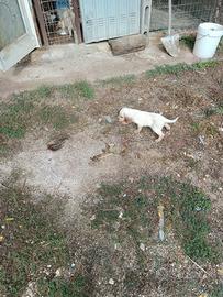 Cucciolo setter inglese