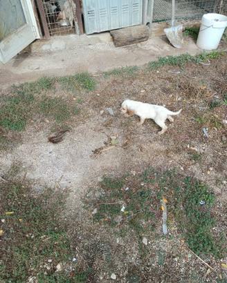 Cucciolo setter inglese