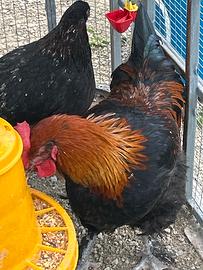 Marans