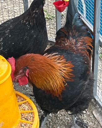 Marans
