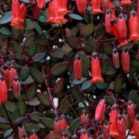 Talee Kalanchoe Tessa