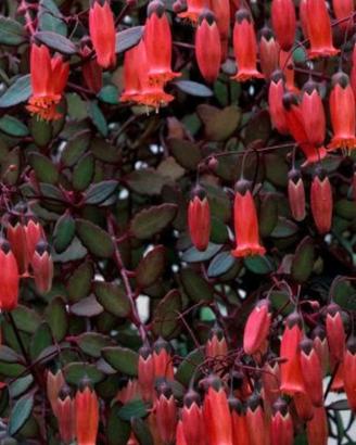 Talee Kalanchoe Tessa