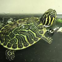 TARTARUGHE ACQUATICHE vari tipi