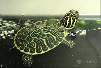 TARTARUGHE ACQUATICHE vari tipi