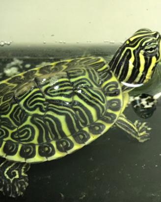 TARTARUGHE ACQUATICHE vari tipi