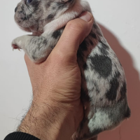 Bulldog francese cuccioli