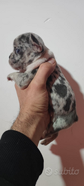 Bulldog francese cuccioli